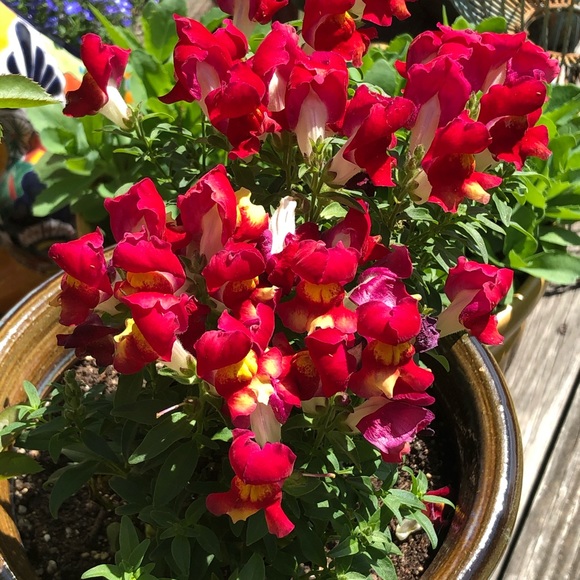 Meet your Posher, Dawn - Picture 1 of 1